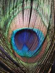 Obraz premium Feder von einem Pfau