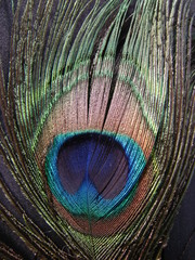 Obraz premium Pfauenauge