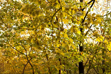 Fototapeta premium Autumn