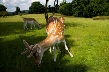 Deer Park