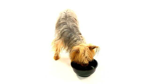 dog drinking water