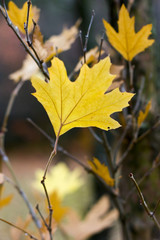 single yellow maple tree leaf