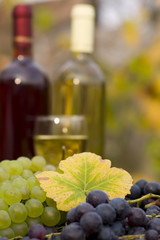 Fototapeta na wymiar From grape to wine