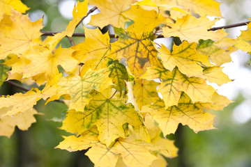 Leaves. Beautiful colors of autumn.