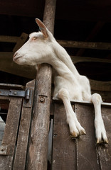 Goat with his legs over the gate of his pen.