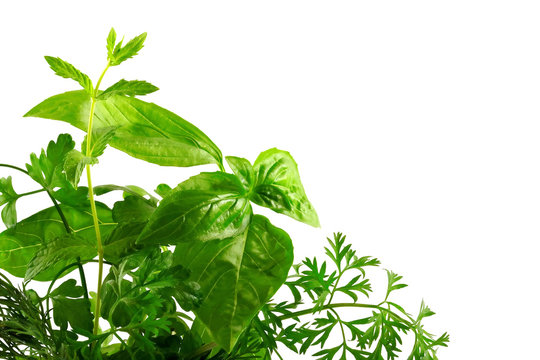 Sprig of aromatic herbs