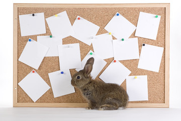 brown bunny and a cork board with notes