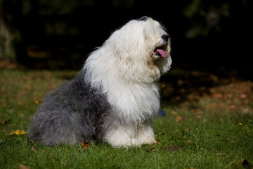 chien de race bobtail imposant assis de profil
