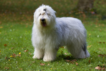 jeune bobtail avec un noeud sur la tête - poil de bébé
