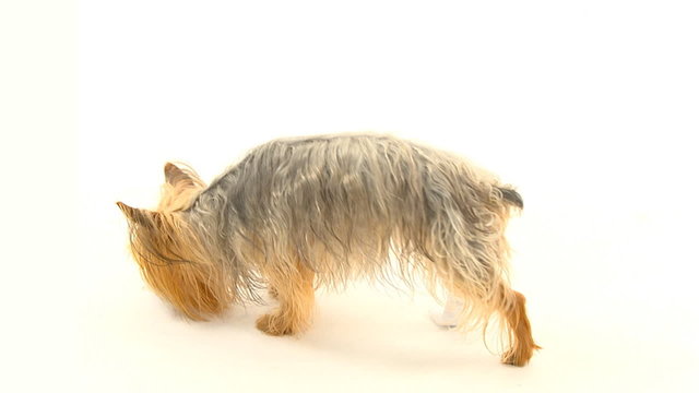 dog drinking water
