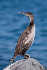 cormorano