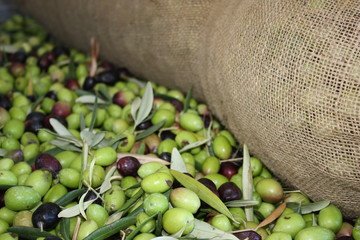 olive