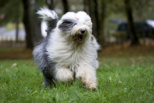 gros bobtail courant de face dans un parc - d&eacute;tente