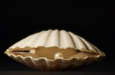 Obraz na płótnie Canvas Shell z Perły