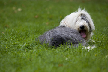 bobtail allongé de derrière dans l'herbe haute