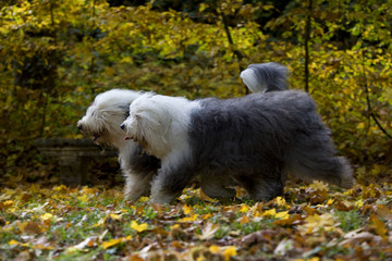 deux bobtail courant côte à côte dans le sous bois