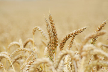 goldenes korn