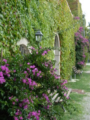 Obraz premium fiori
