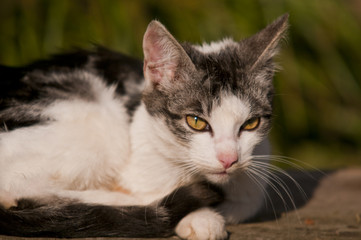 Portrait d'un chat gris et blanc