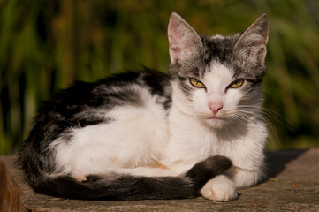 Portrait d'un chat gris et blanc