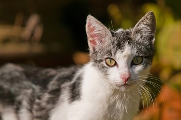 Portrait d'un chat gris et blanc