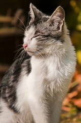 Portrait d'un chat gris et blanc