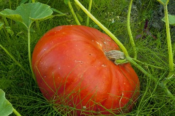 Obraz premium Citrouille (potiron) dans le jardin potager