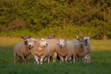 Moutons (béliers) en pâture