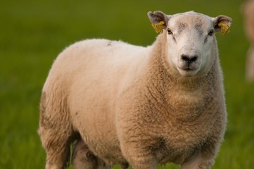Moutons (béliers) en pâture