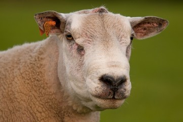 Tête de mouton - Portrait de bélier