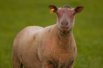 Moutons charollais en pâture