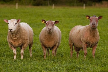 Moutons en pâture dont 2 moutons charollais