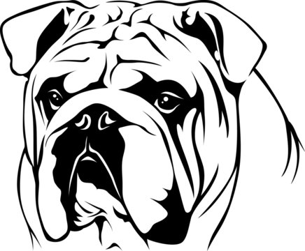 Englische Bulldogge Images – Browse 604 Stock Photos, Vectors, and ..., حجم الصورة 436x360