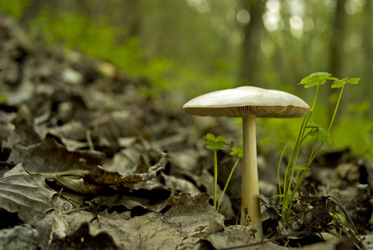 Wild mushroom in woods