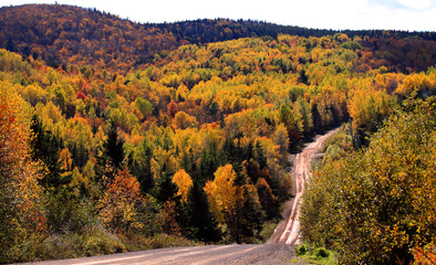 autumn woods dirt road