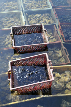 Bacs d'hu&icirc;tes et de moules