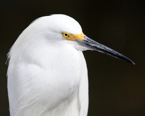 Egret Profile