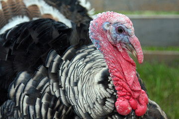 American Turkey