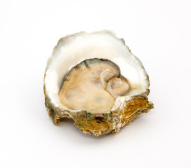 Oyster on a white background