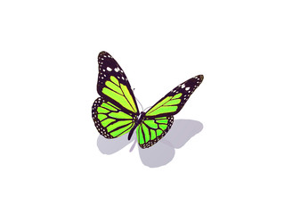 Obraz na płótnie Canvas Butterfly