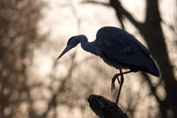 Graureiher im Gegenlicht