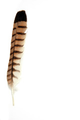Pluma