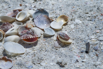 Sea shalls on the beach