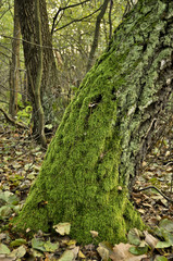 Obraz premium Mighty oak