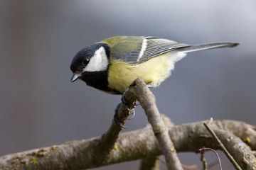 Kohlmeise - parus major