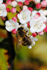 Honey bee on a flower