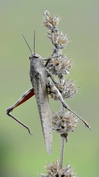 cavalletta