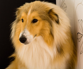 Collie