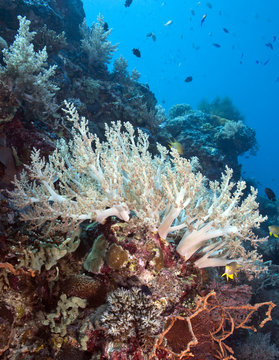 White Soft corals