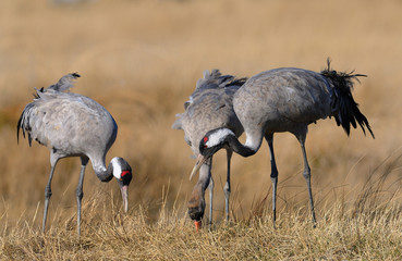 Familia de grullas